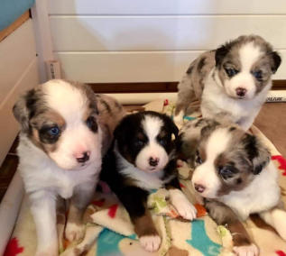 Puppies for Sale