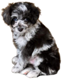 Aussiedoodle Puppy Breeder Upper Peninsula Michigan Doodle Puppy, Standard Poodle, Parti Color Poodle, Black Poodle, Black Goldendoodle, Black Standard Poodle, Wisconsin, Iowa, Minnesota, Marquette, Escanaba, Iron Mountain