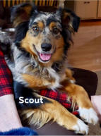 Scout Aussie Female
