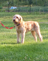 Lucy Goldendoodle Female