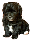 Puppy Breeder Upper Peninsula MI