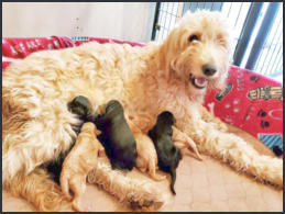 Puppy Parents of Toy Aussie Puppies, Goldendoodle puppies, Aussiedoodle puppies, poodle puppies, mini aussie puppies