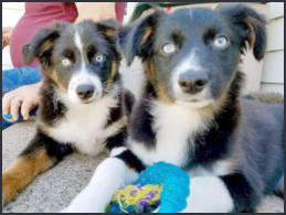 Past Puppies - Toy Australian Shepherd Puppies, Golden doodle puppies, Aussie doodle puppies, Toy poodle puppies, mini Australian Shepherd puppies