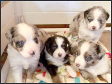 New Arrivals to Premo Creek Puppies Florence WI