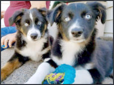 Past Puppies for Premo Creek Puppies Kingsford MI