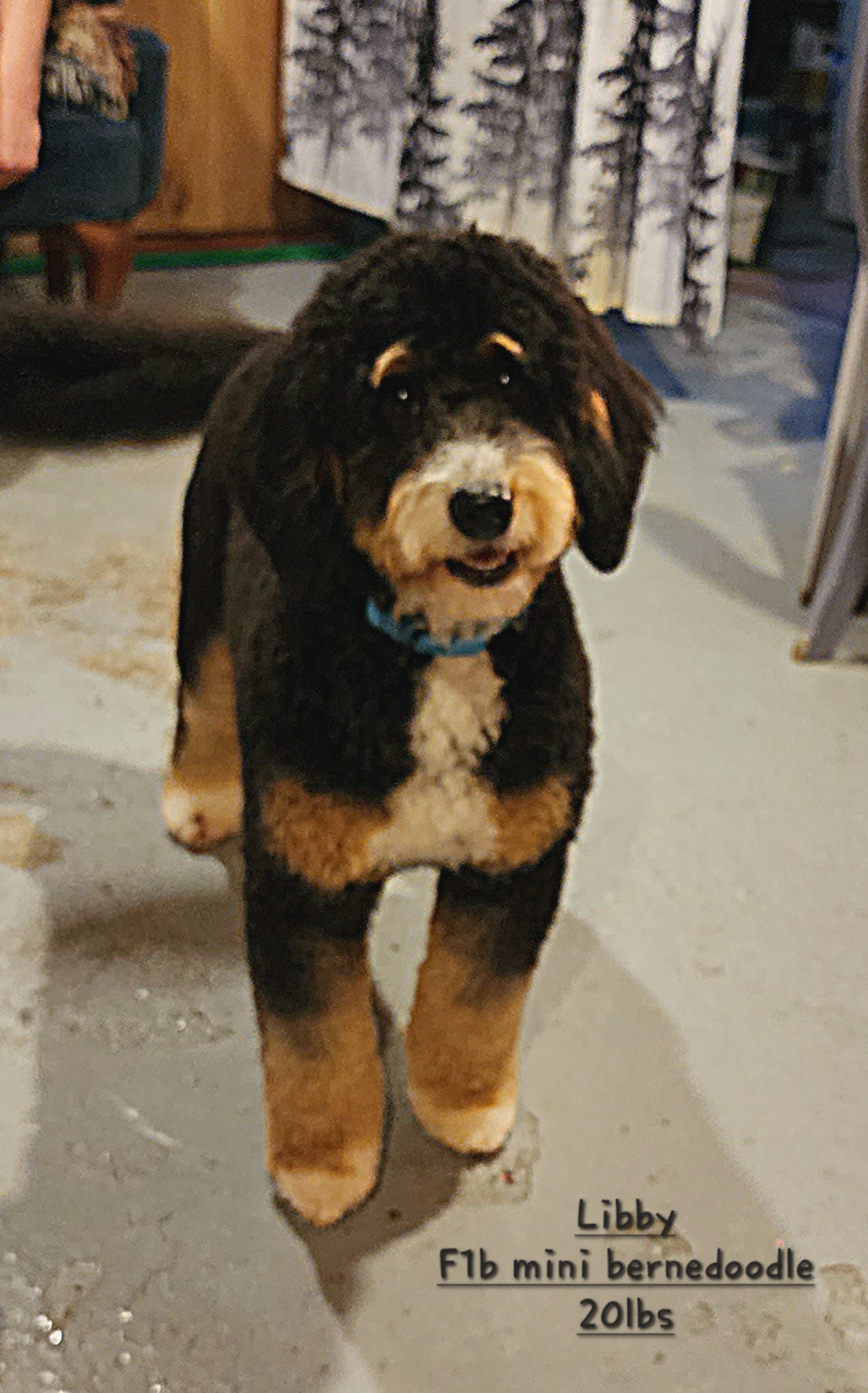 Libby F1b mini bernedoodle 20 lbs