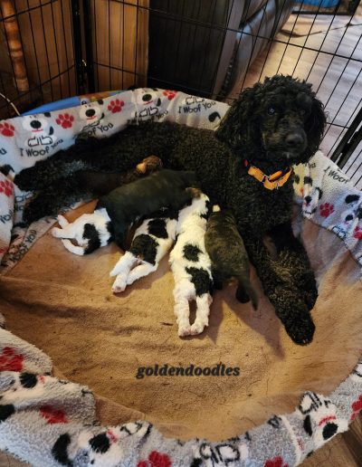 mini goldendoodle puppies with black goldendoodle mom