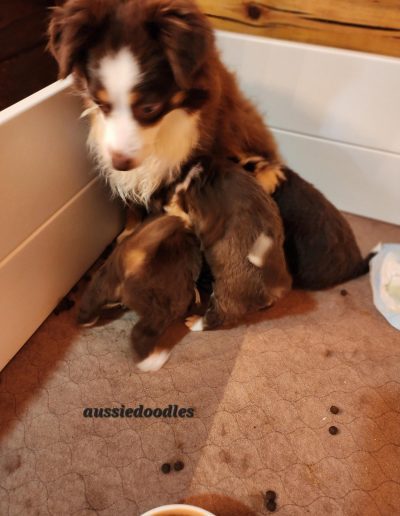 aussiedoodle puppies with mom