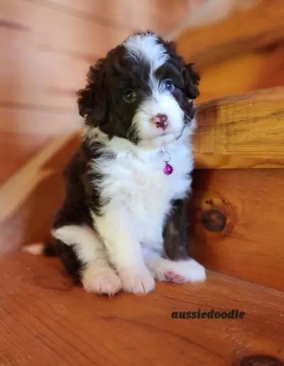 mini aussie doodle puppy