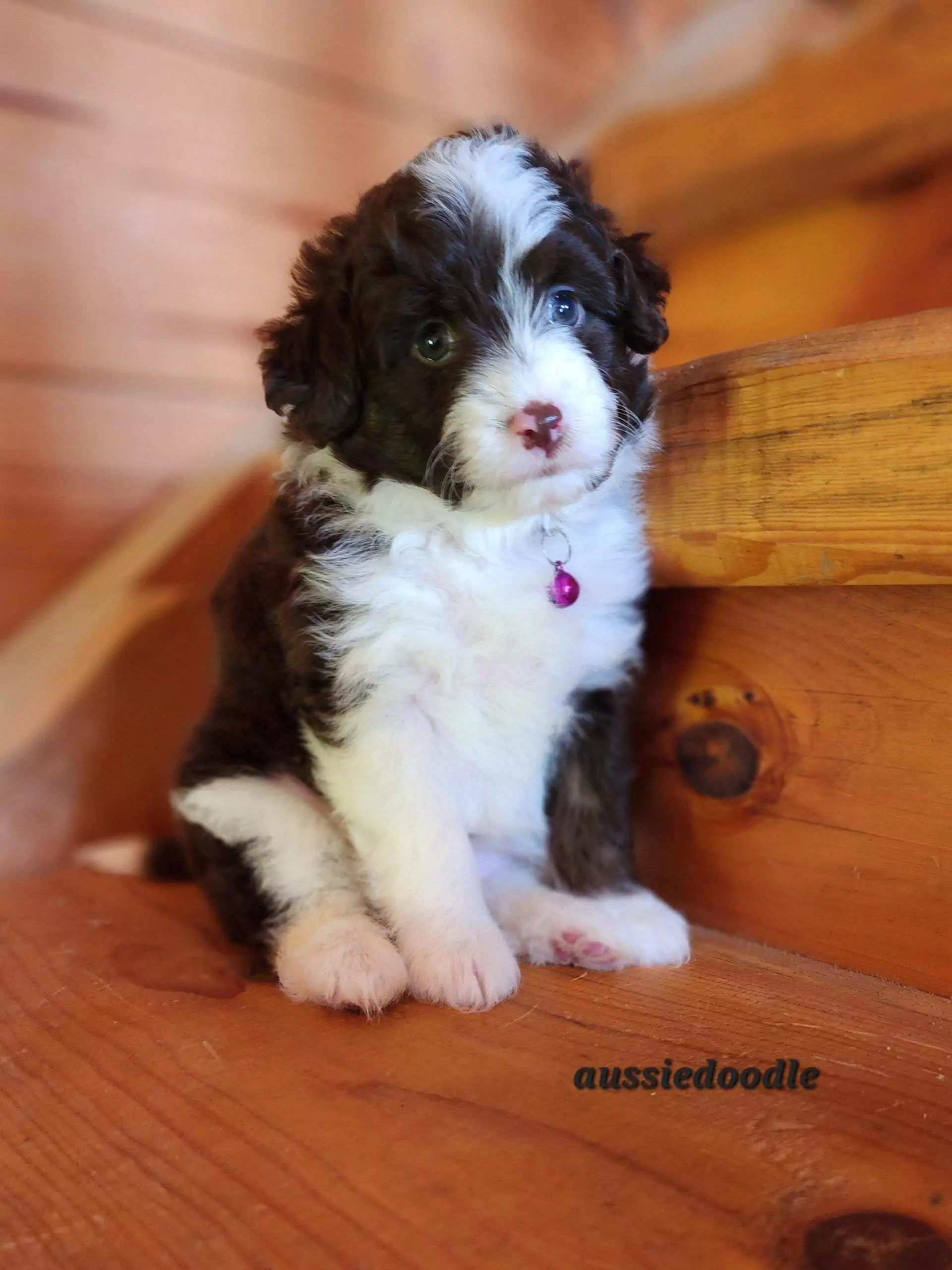 mini aussie doodle puppy