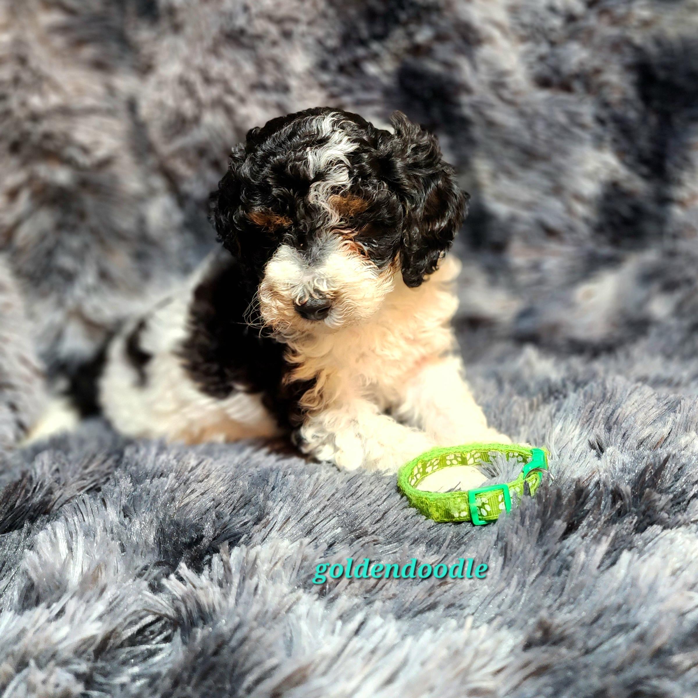 black brown and white goldendoodle puppy laying down with toy