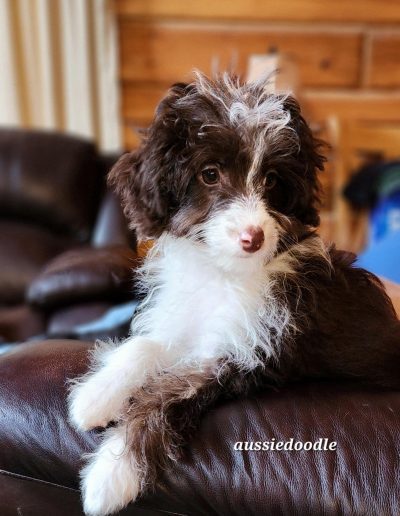 brown and white aussiedoodle puppy