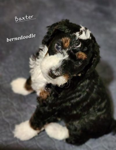 black brown and white bernedoodle puppy
