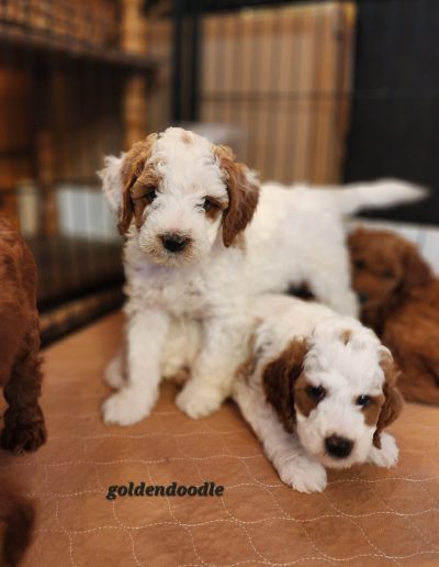 brown and white goldendoodle puppies