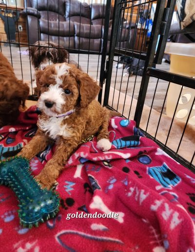 brown and white goldendoodle puppy with toy