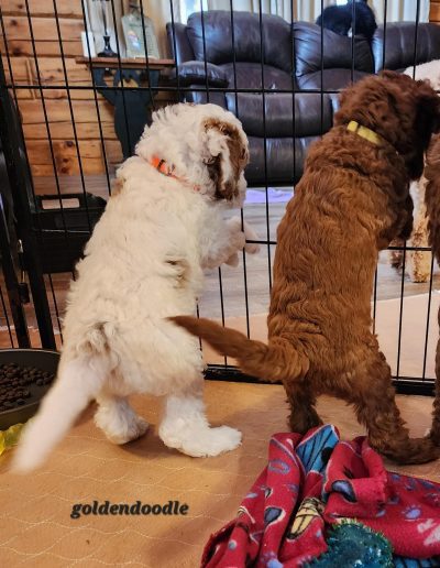 brown and white golden doodle puppies