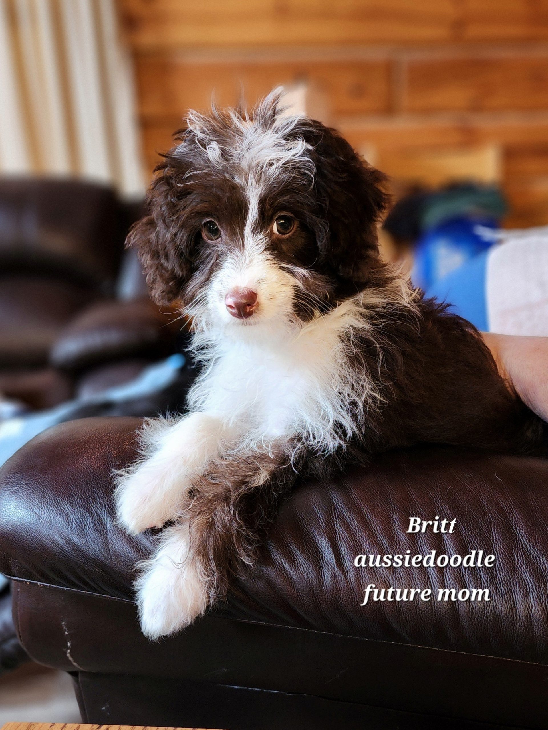 Brit aussiedoodle future mom