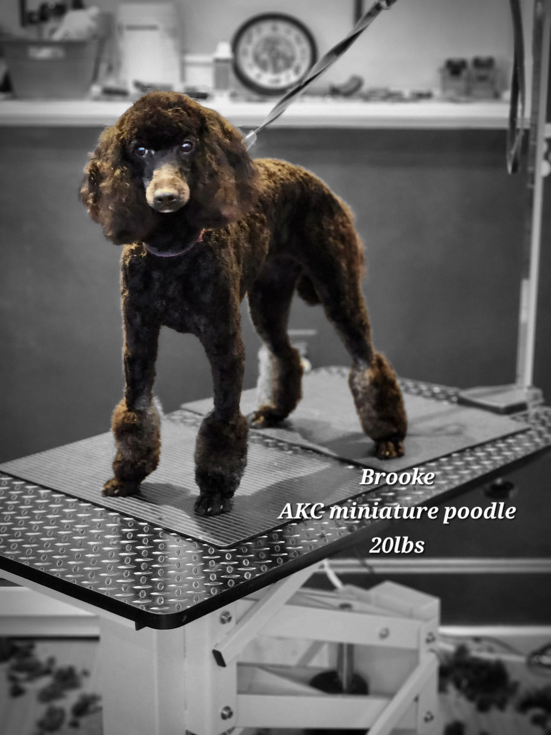 Brooke black AKC miniature poodle 20 lbs