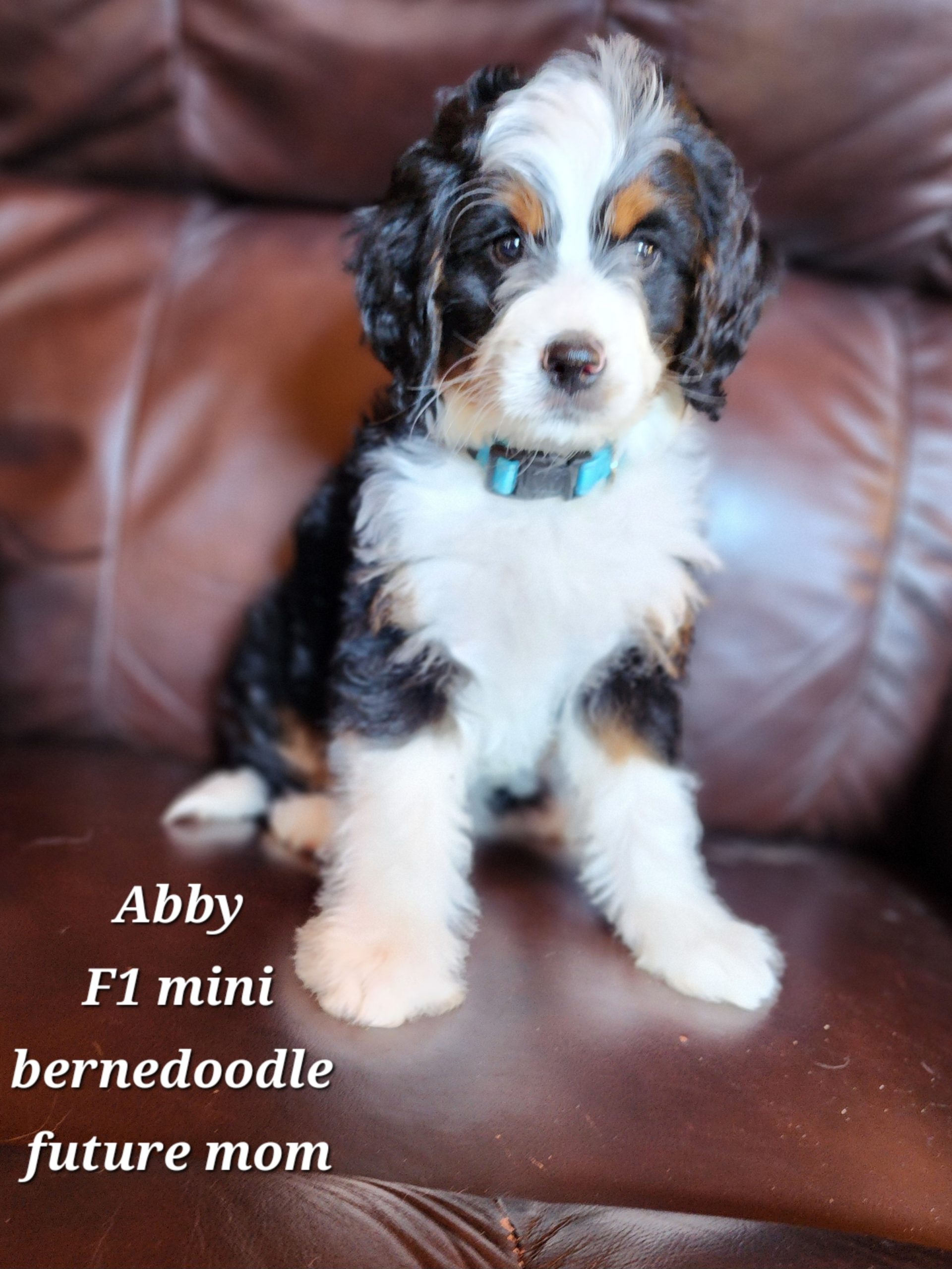 Abby F1 mini bernedoodle future mom