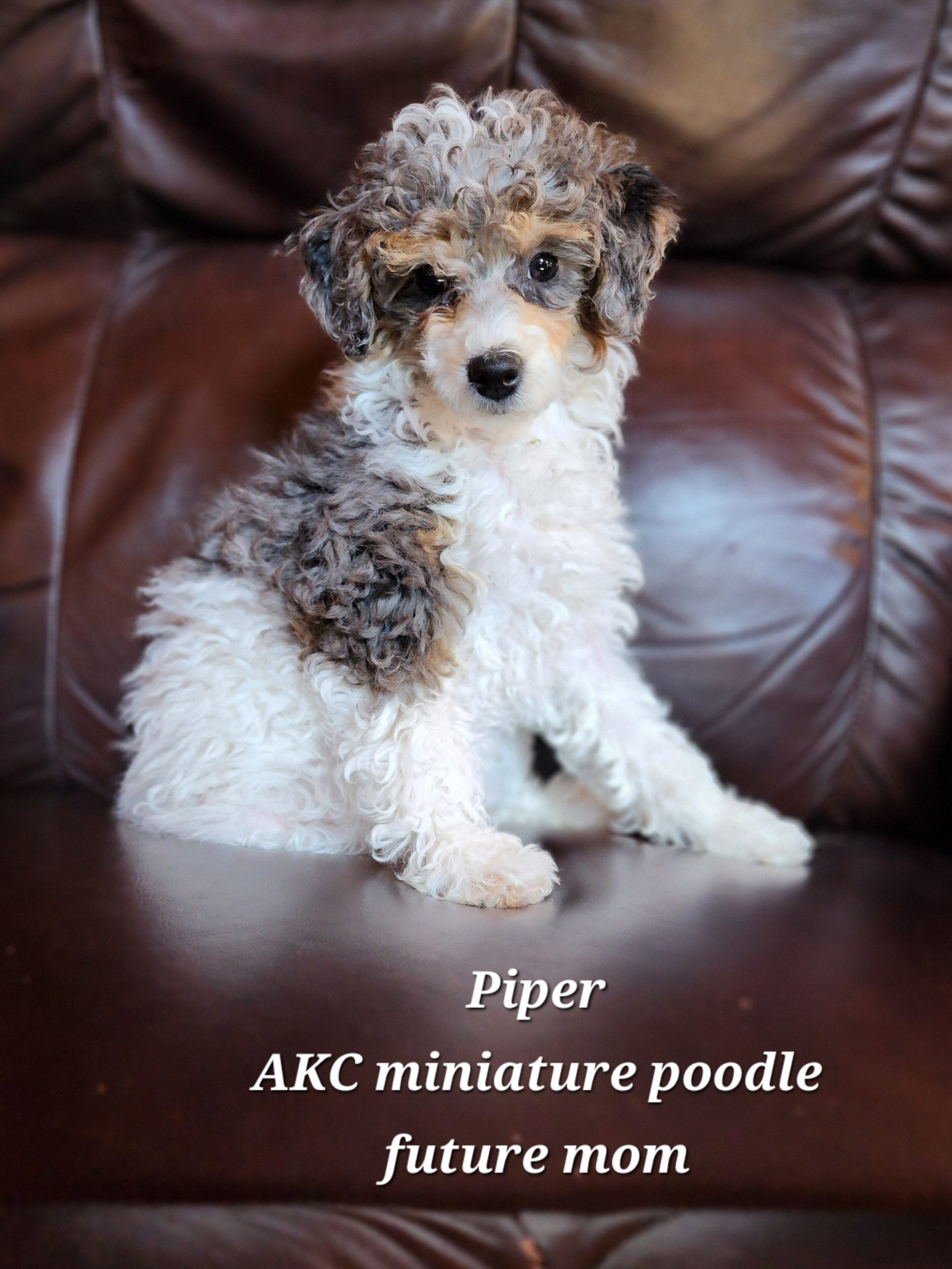 Piper AKC miniature poodle future mom