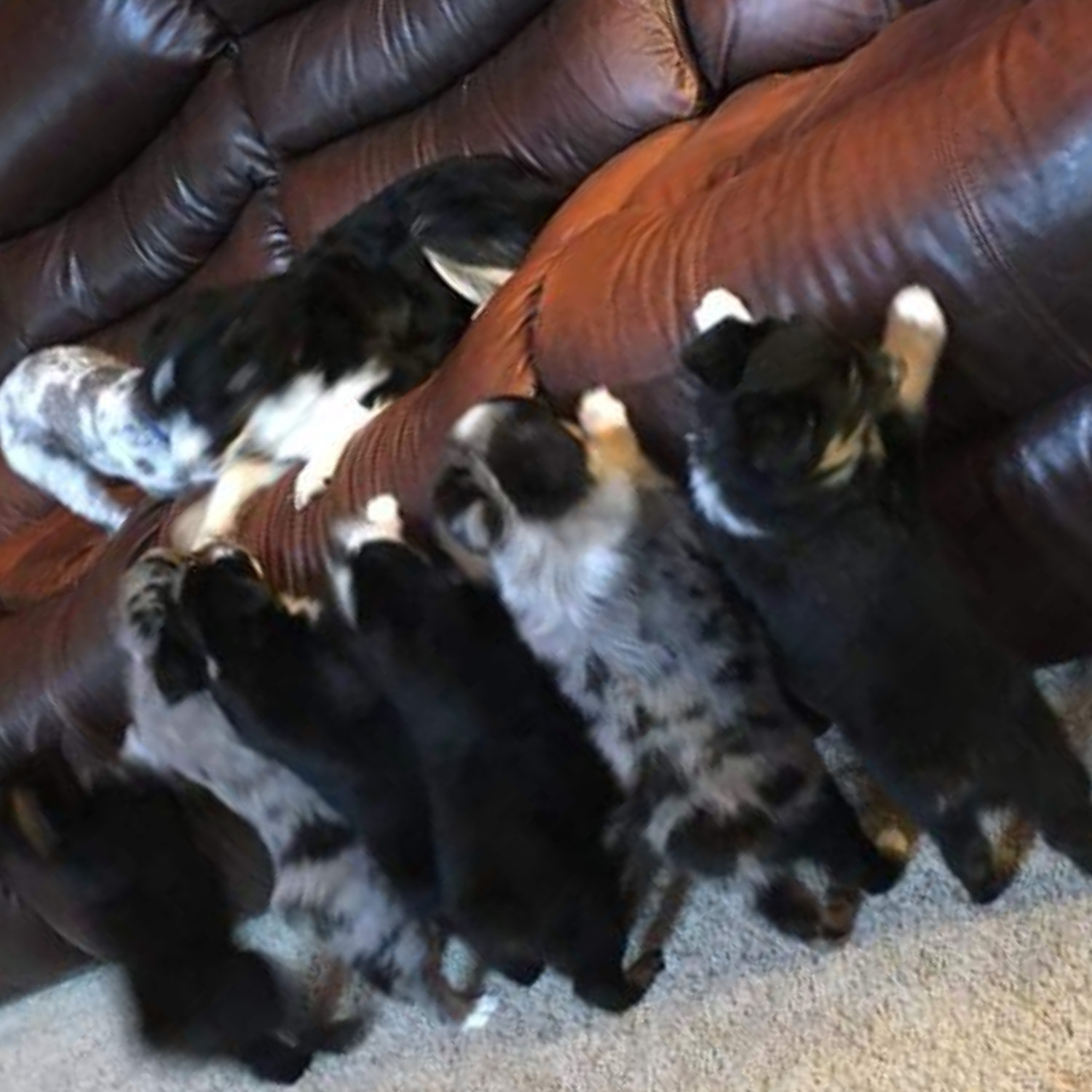 aussiedoodle puppies playing on couch