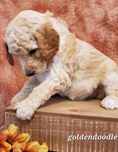 goldendoodle puppy on crate