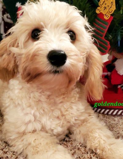 mini goldendoodle puppy laying in front of tree