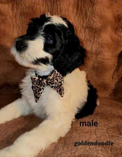 black and white male goldendoodle