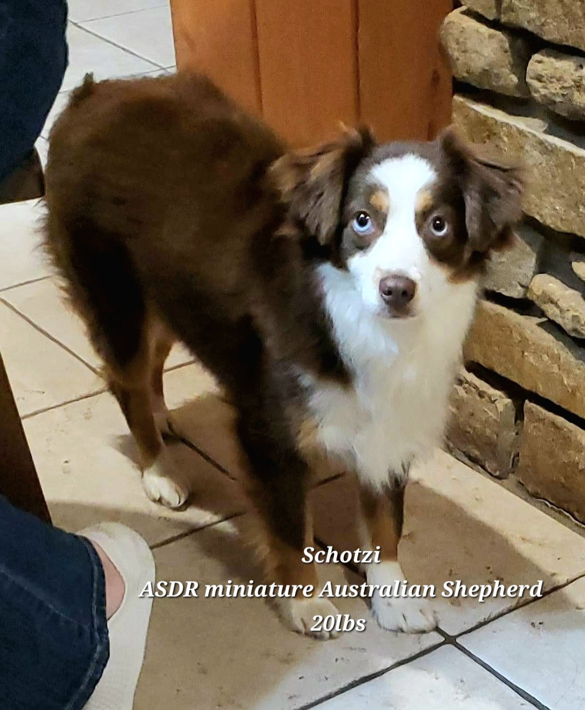 Schotzi ASDR miniature Australian shepherd 20 lbs
