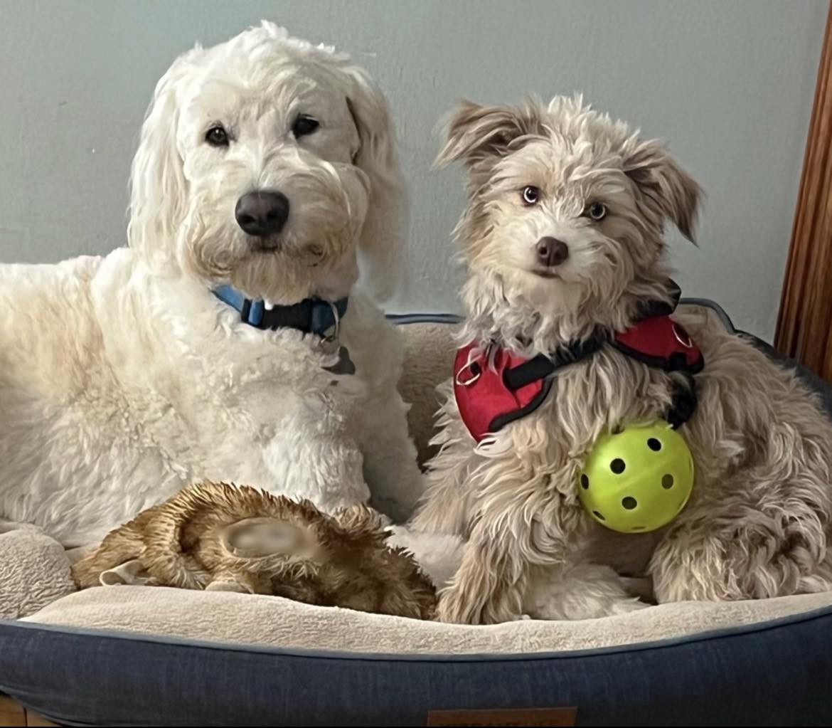 dogs laying down together