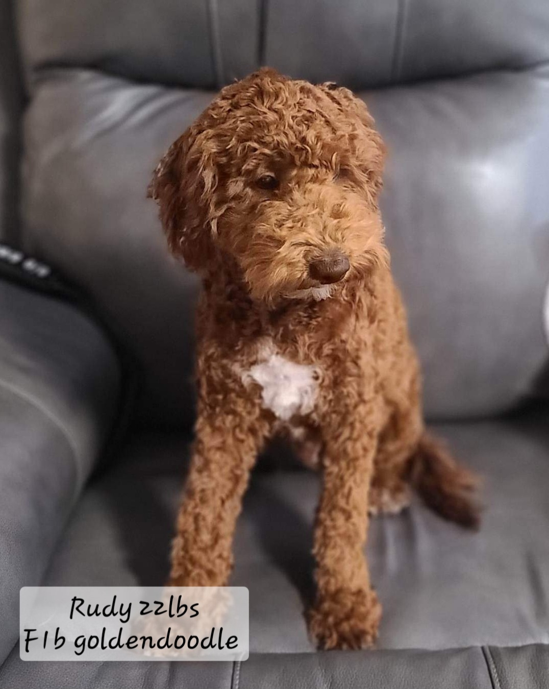 Rudy F1b Goldendoodle 22 lbs