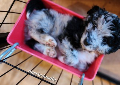 aussiedoodle pupply laying in container