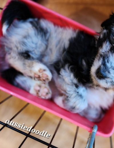 aussiedoodle pupply laying in container