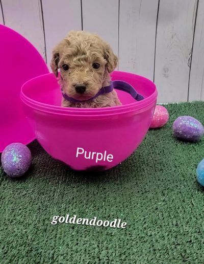 golden doodle puppy in easter egg