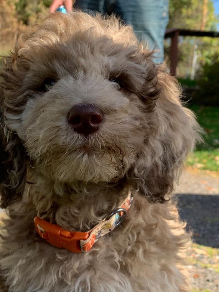 goldendoodle puppy