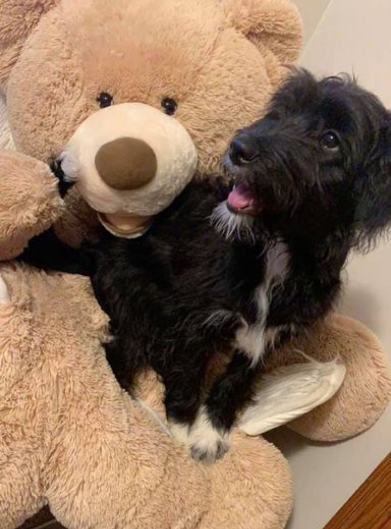 dog on large teddy bear