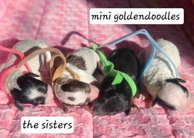 Female mini Goldendoodle puppies born May 2, 2024
