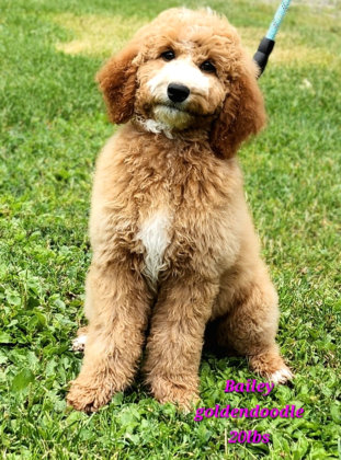 Goldendoodle mom named Bailey that is 20 lbs