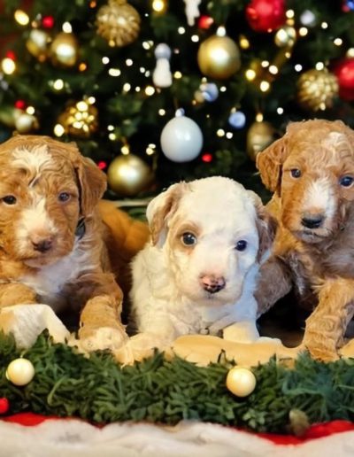 Belle & Rudy 3 Males